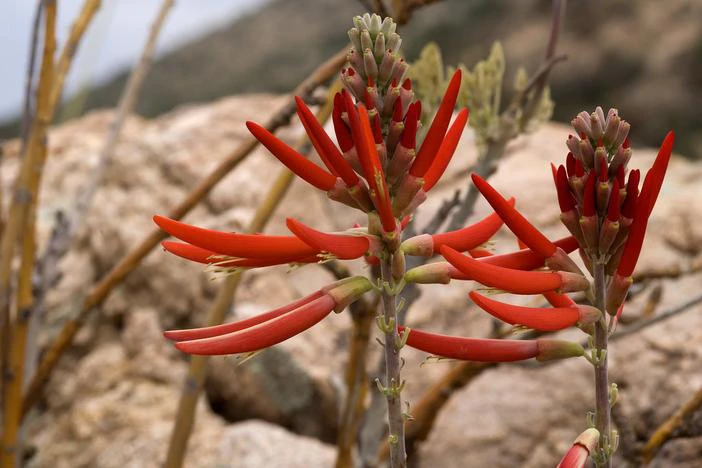 Erythrina flabelliformis image