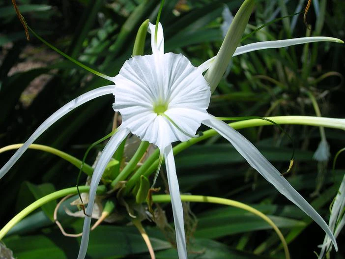 Hymenocallis littoralis image