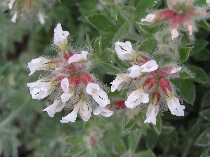 Lotus hirsutus image