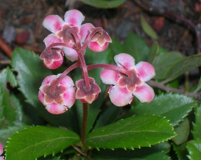 Chimaphila umbellata image