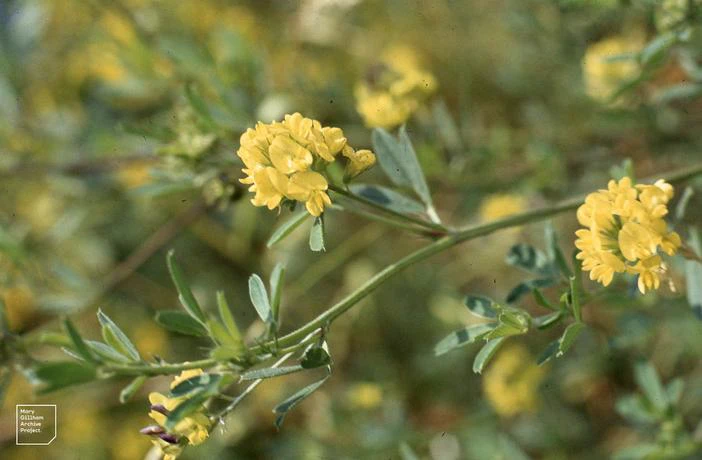 Medicago sativa subsp. x image