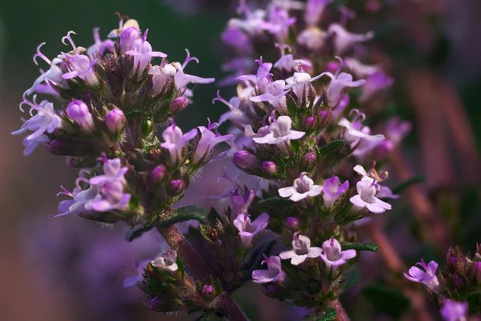 Thymus vulgaris image