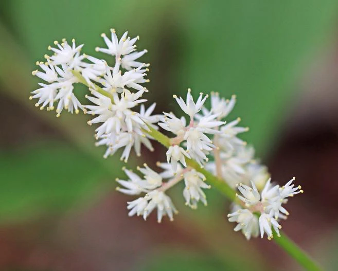 Maianthemum racemosum subsp. amplexicaule image