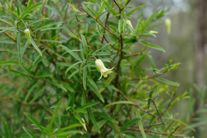 Billardiera scandens image