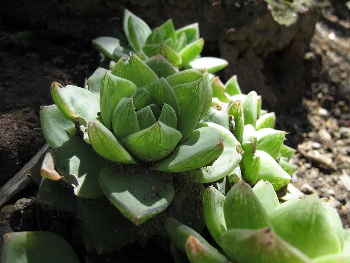 Haworthia cymbiformis image