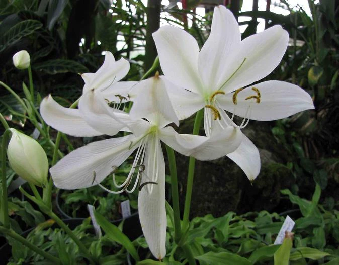 Crinum jagus image