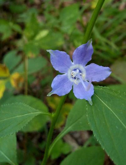 Campanula americana image