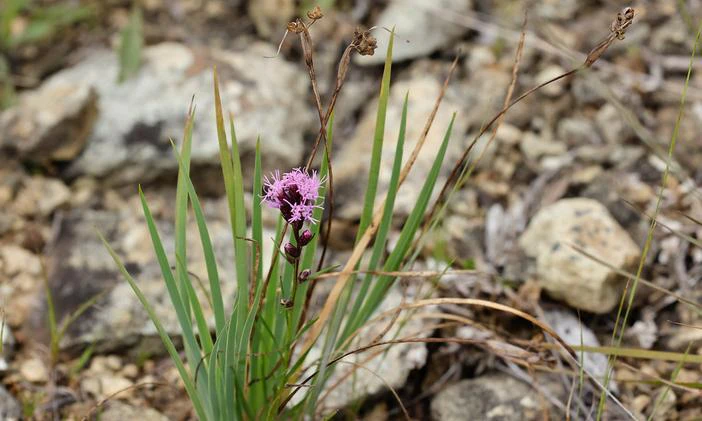 Sisyrinchium mucronatum image