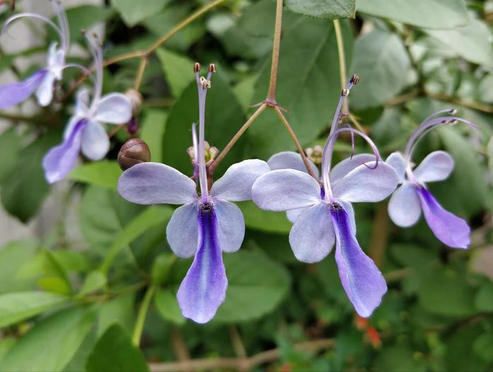 Rotheca myricoides image