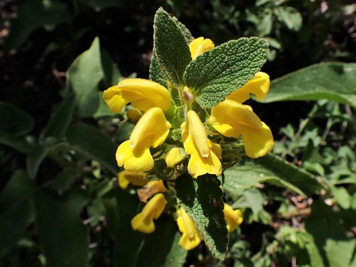 Phlomis viscosa image