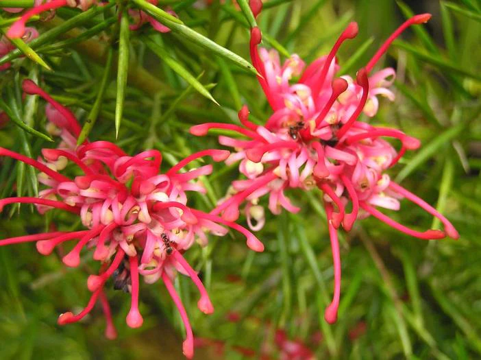 Grevillea rosmarinifolia image