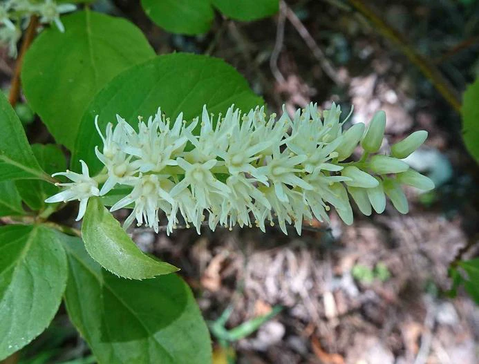 Itea virginica image