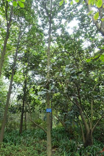 Magnolia lotungensis image