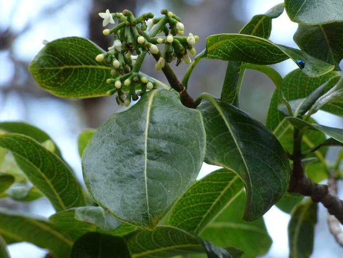 Psychotria hawaiiensis image
