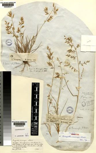 Eragrostis cumingii image