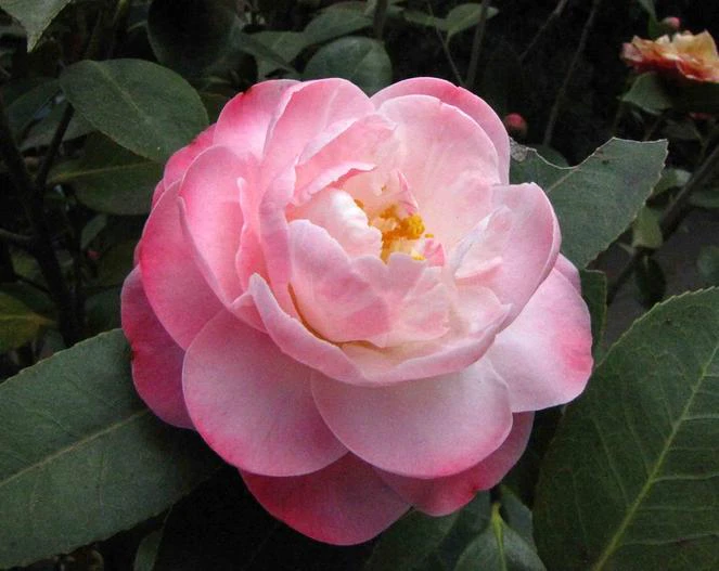 Camellia saluenensis image