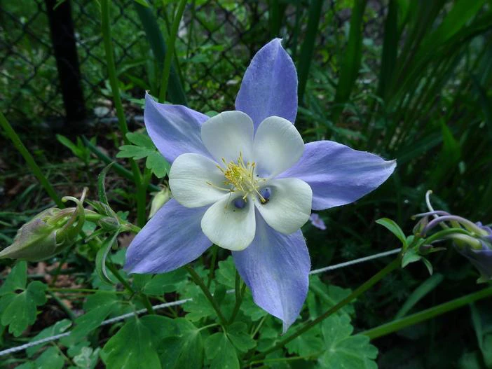 Aquilegia caerulea image