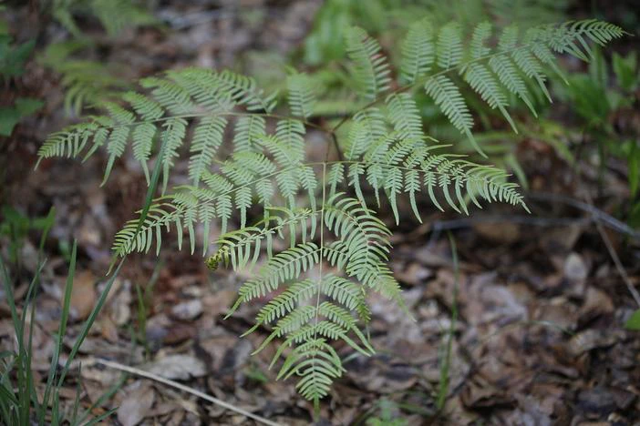 Pteridium aquilinum subsp. pseudocaudatum image
