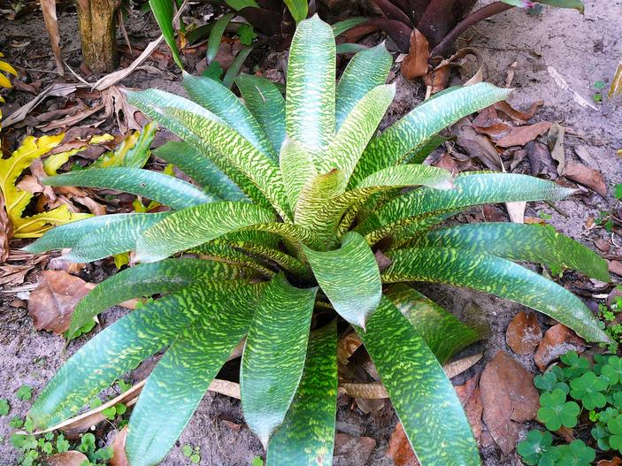 Vriesea hieroglyphica image