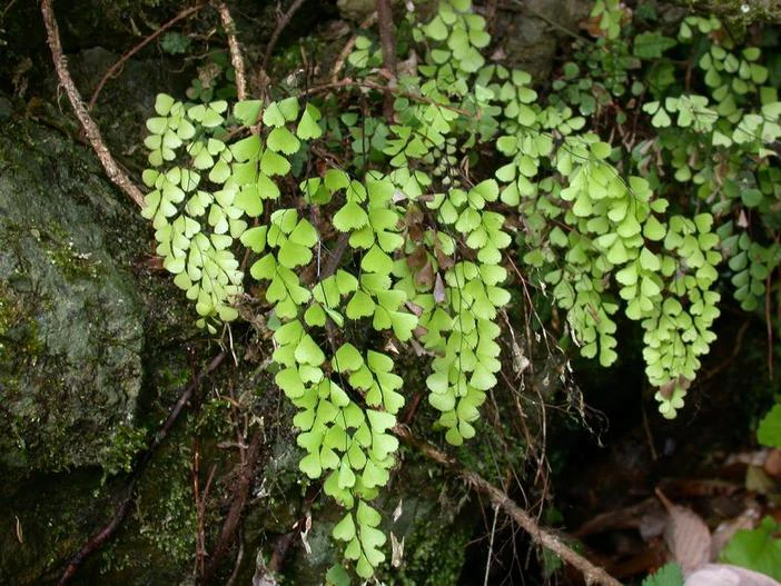 Adiantum monochlamys image