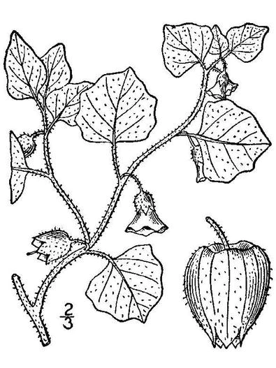 Physalis hederifolia var. comata image