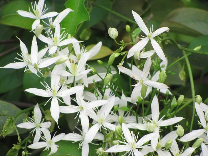 Clematis virginiana image