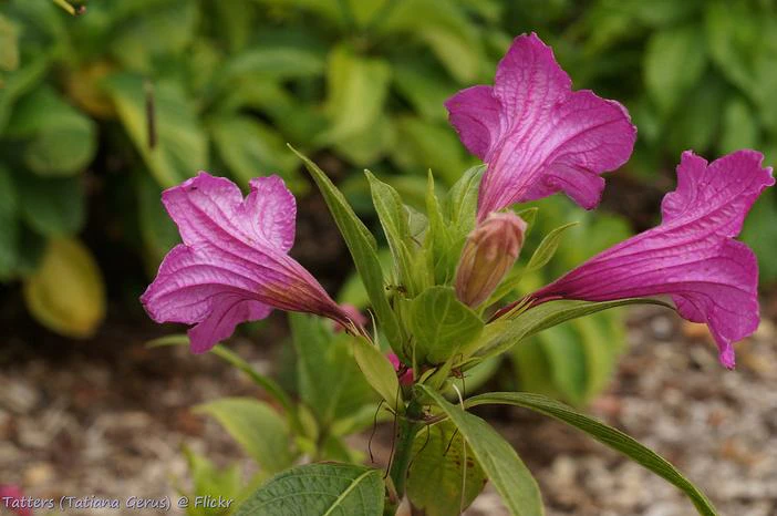 Ruellia macrantha image