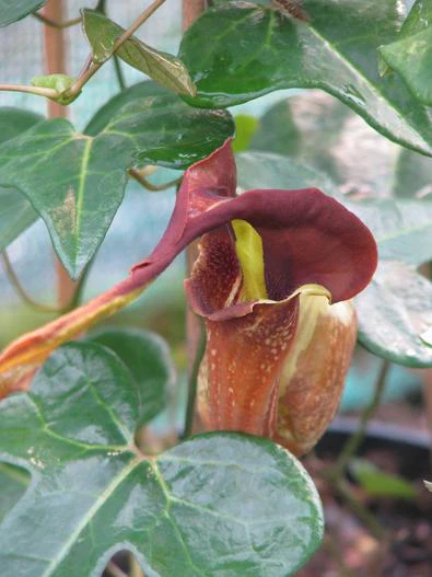 Aristolochia trilobata image