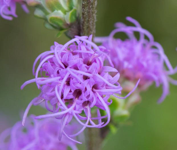 Liatris aspera image