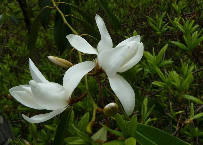 Magnolia cavaleriei image
