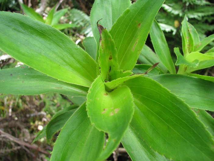 Dubautia plantaginea image