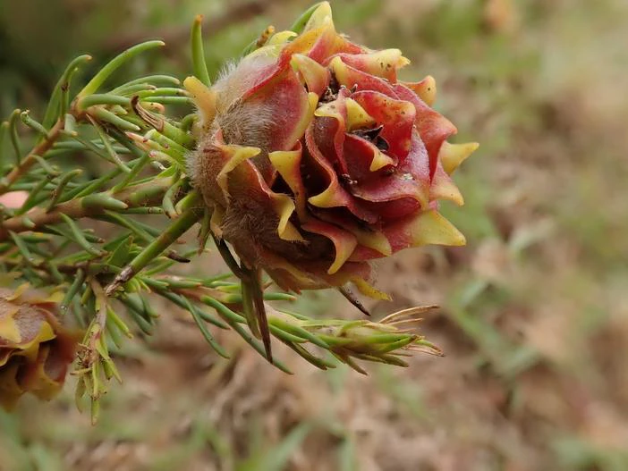 Leucadendron laxum image