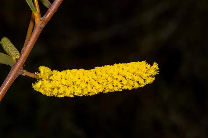 Acacia lasiocalyx image