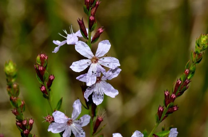 Lythrum lanceolatum image