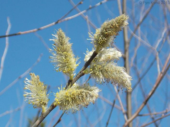 Salix discolor image
