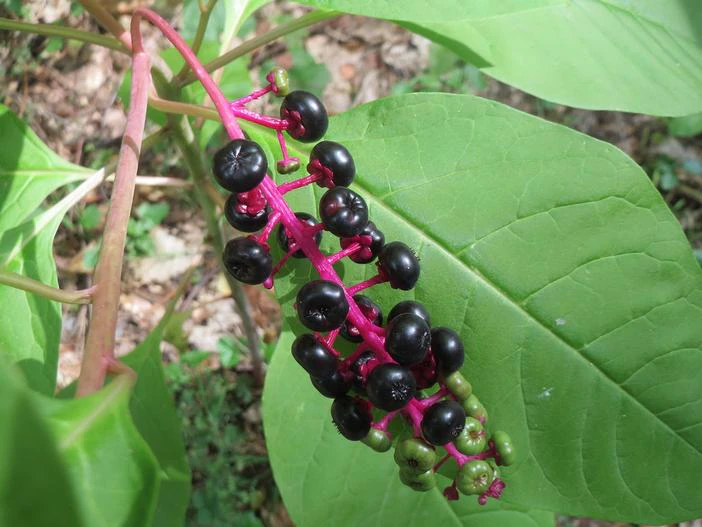 Phytolacca americana image