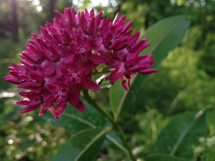 Asclepias purpurascens image