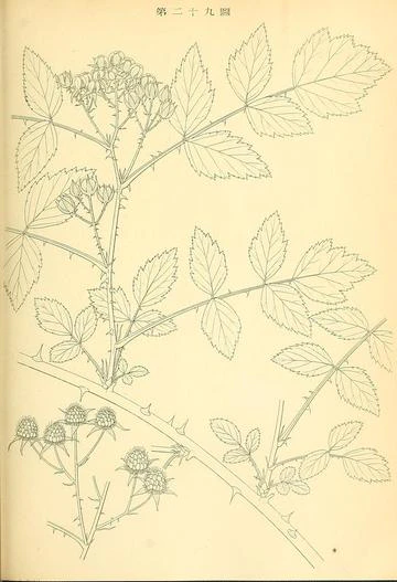 Rubus coreanus image