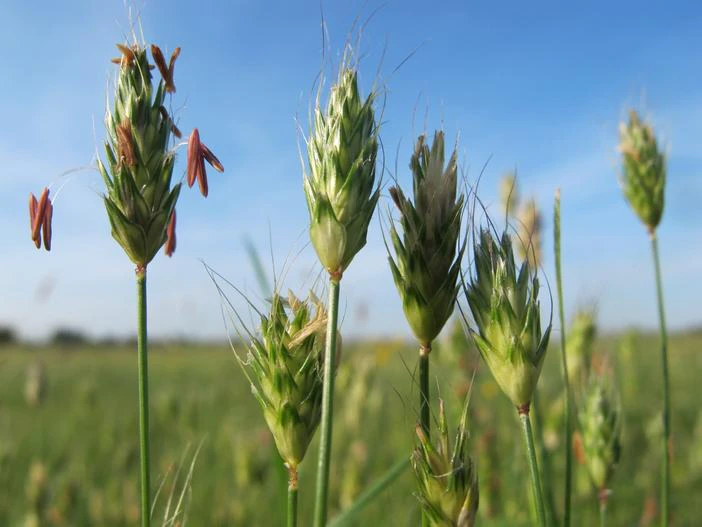 Alopecurus rendlei image