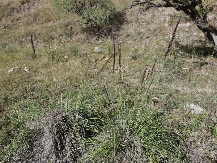 Muhlenbergia rigida image