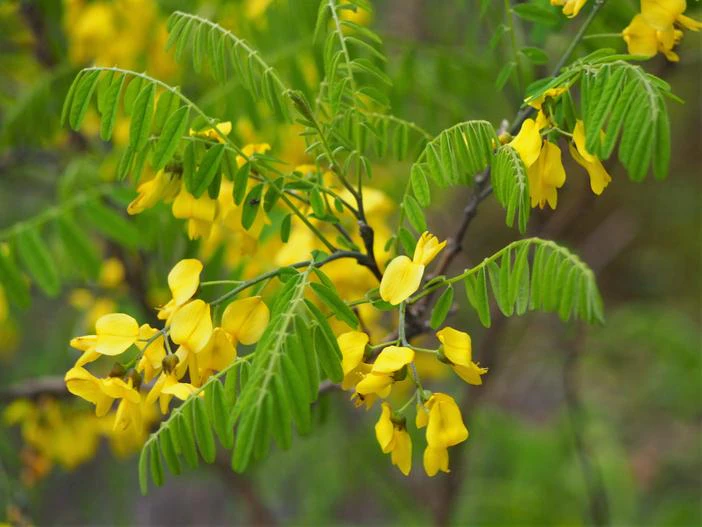 Sophora koreensis image