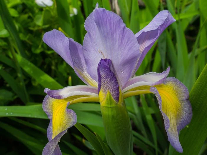 Iris spuria image