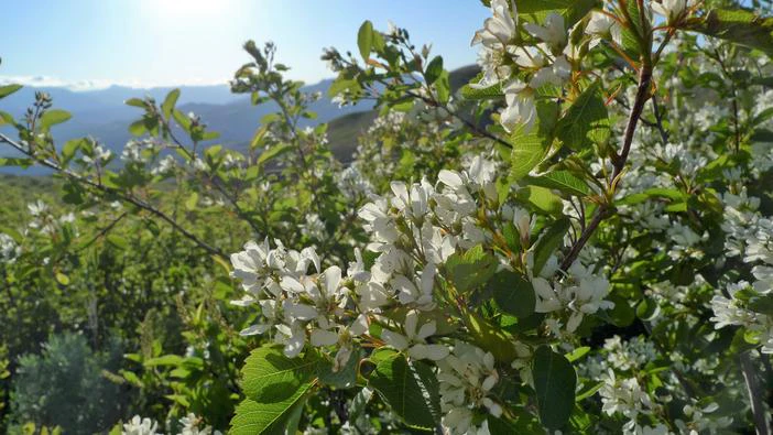 Amelanchier alnifolia var. semiintegrifolia image