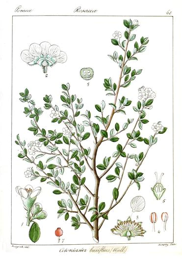 Cotoneaster buxifolius image