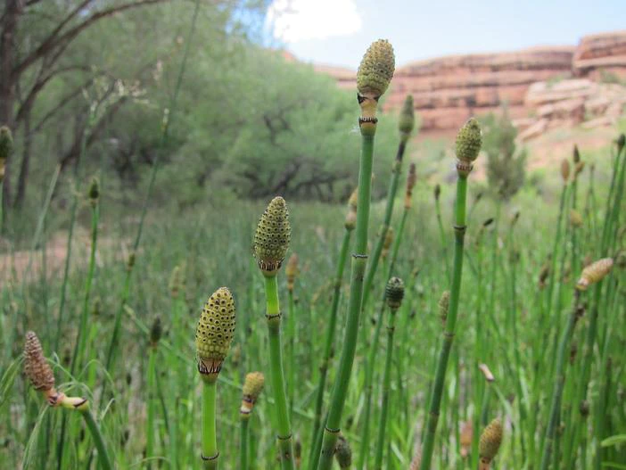Equisetum laevigatum image