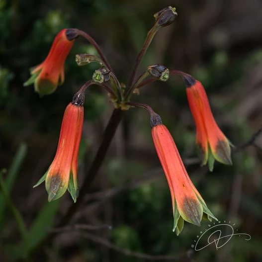 Alstroemeria isabelleana image