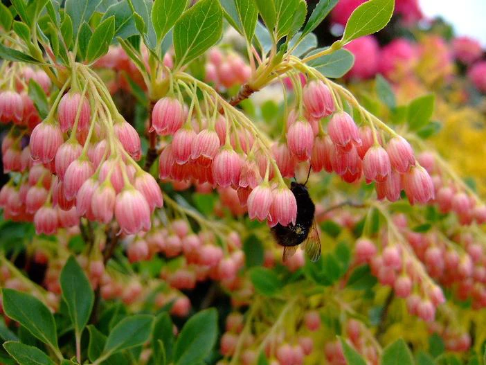 Enkianthus campanulatus image