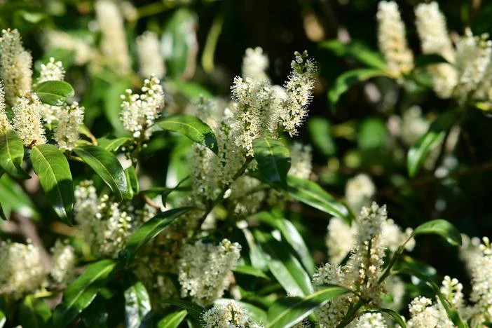 Prunus laurocerasus image