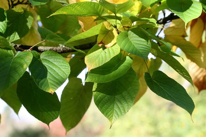 Acer distylum image