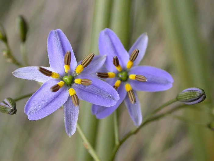 Dianella revoluta image